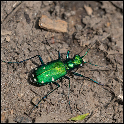 Six-spotted Tiger Beetle