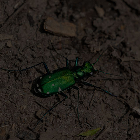 Six-spotted Tiger Beetle