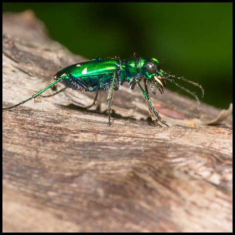Six-spotted Tiger Beetle