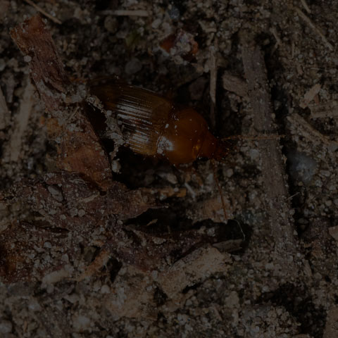Sun Beetle