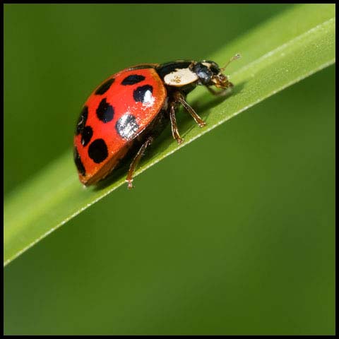Asian Lady Beetle