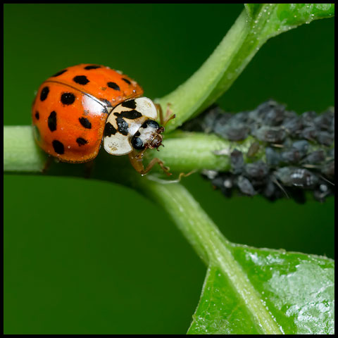 Asian Lady Beetle