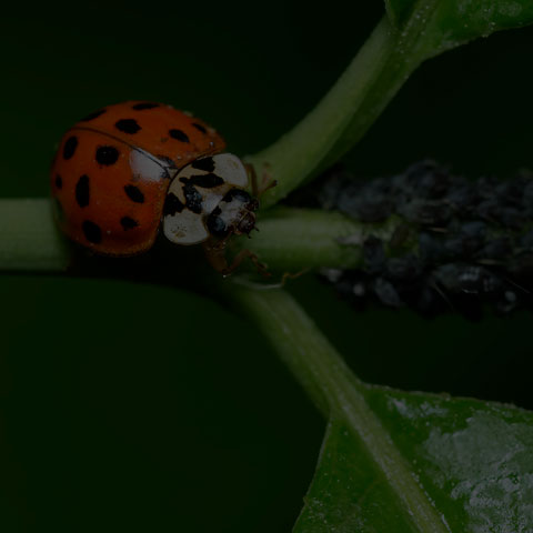 Asian Lady Beetle