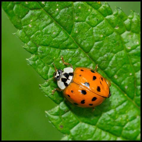 Asian Lady Beetle