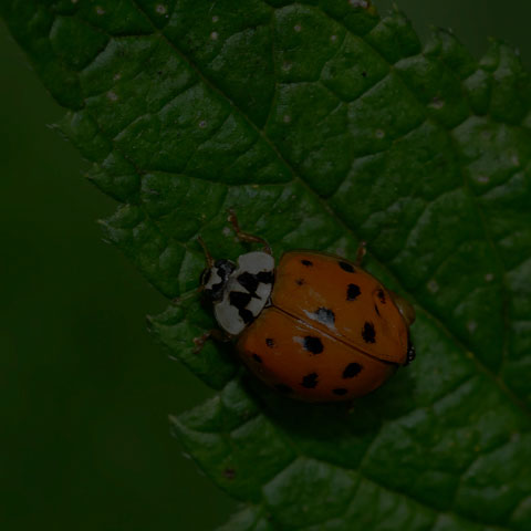 Asian Lady Beetle