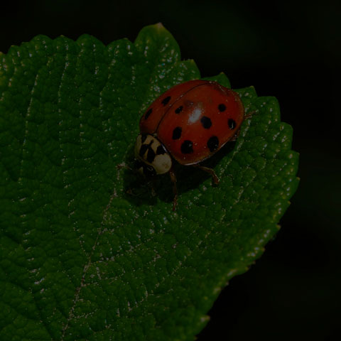 Asian Lady Beetle