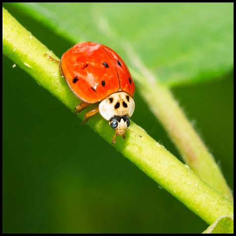 Asian Lady Beetle
