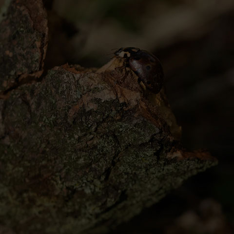 Eye-spotted Lady Beetle