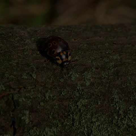Eye-spotted Lady Beetle