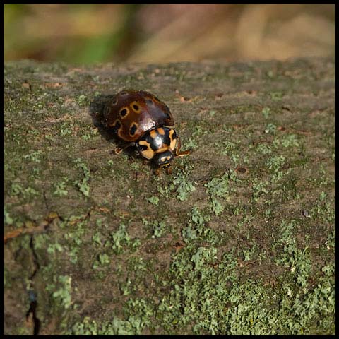 Eye-spotted Lady Beetle