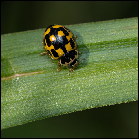 Fourteen-spotted Lady Beetle