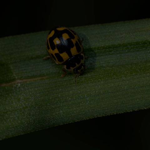 Fourteen-spotted Lady Beetle