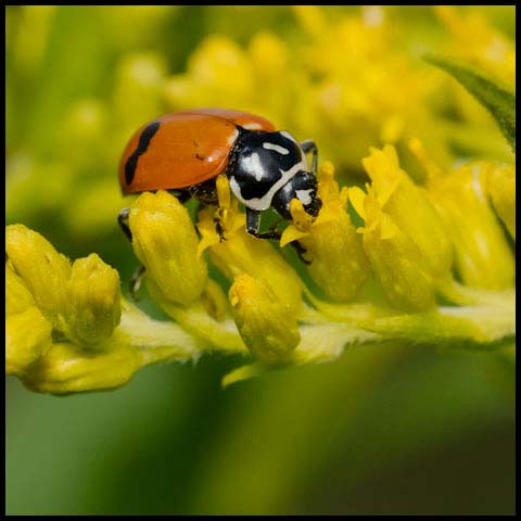 Glacial Lady Beetle