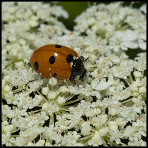 Seven-spotted Lady Beetle