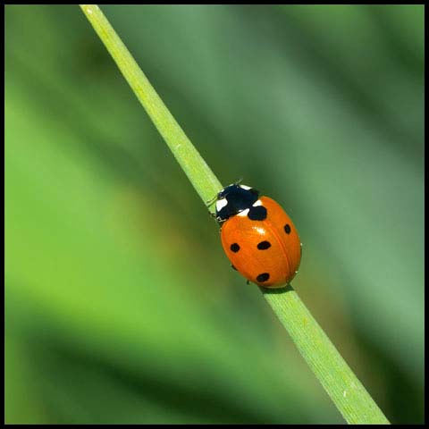 Seven-spotted Lady Beetle
