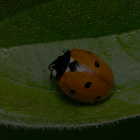 Seven-spotted Lady Beetle