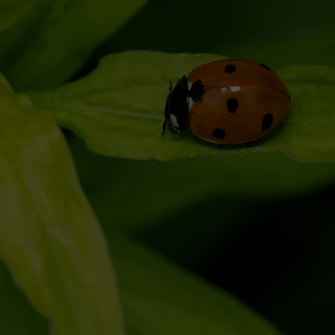 Seven-spotted Lady Beetle