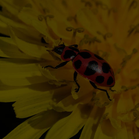 Spotted Pink Lady Beetle