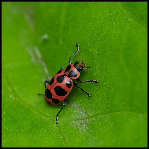 Spotted Pink Lady Beetle