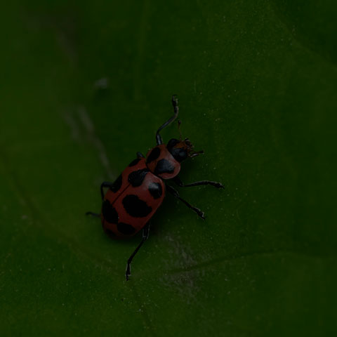 Spotted Pink Lady Beetle