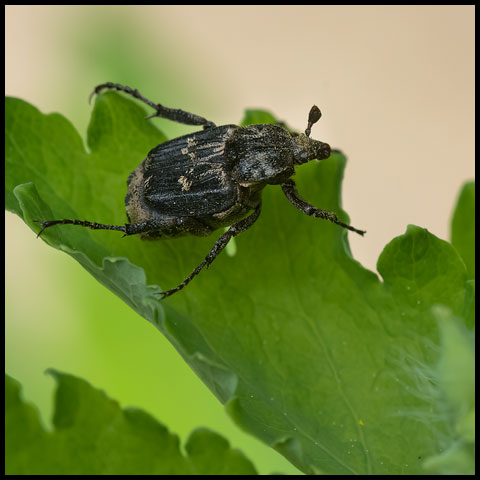 Bug Flower Chafer