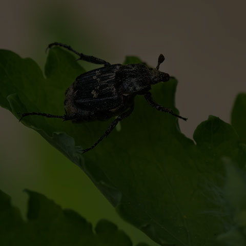 Bug Flower Chafer