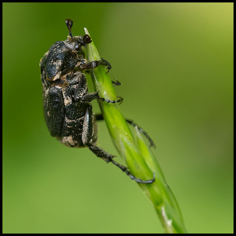 Bug Flower Chafer