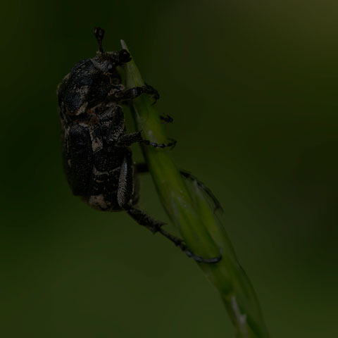 Bug Flower Chafer