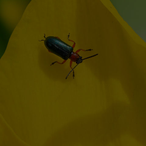 Cereal Leaf Beetle
