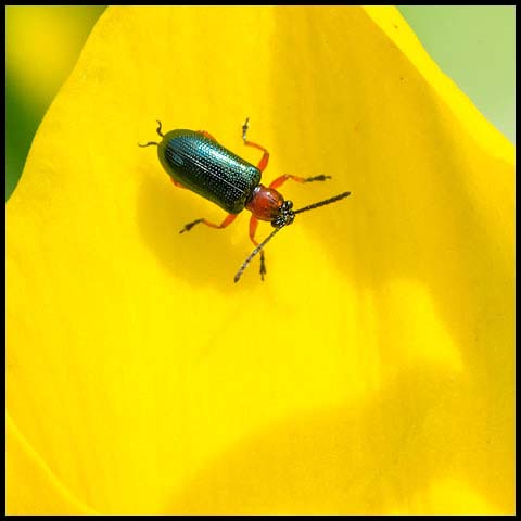 Cereal Leaf Beetle