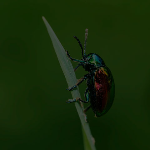 Dogbane Leaf Beetle