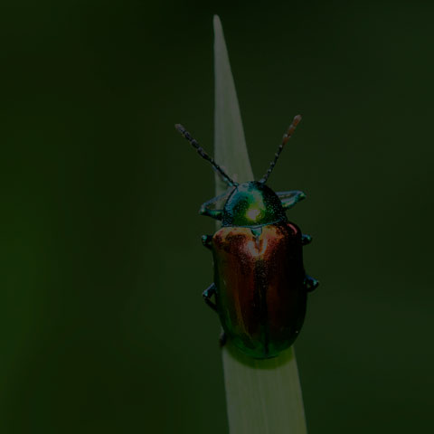Dogbane Leaf Beetle