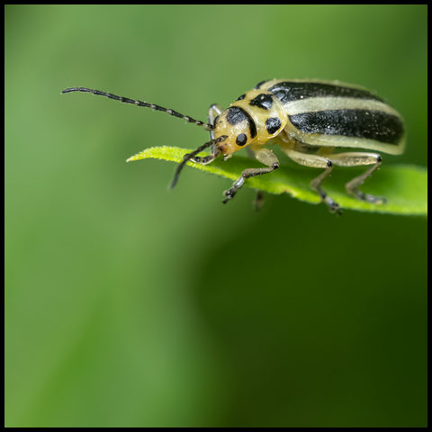 Goldenrod Leaf Beetle