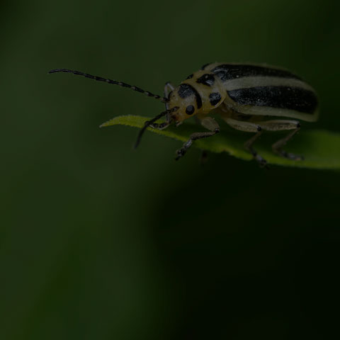 Goldenrod Leaf Beetle