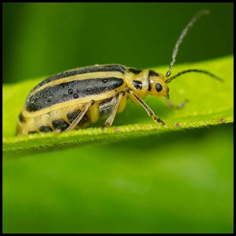 Goldenrod Leaf Beetle