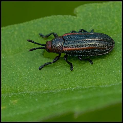 Goldenrod Leaf Miner