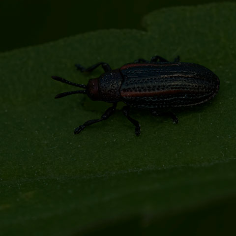 Goldenrod Leaf Miner