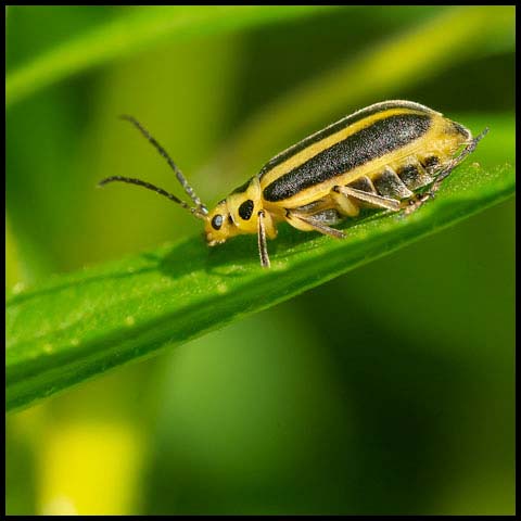 Skeletonizing Leaf Beetle