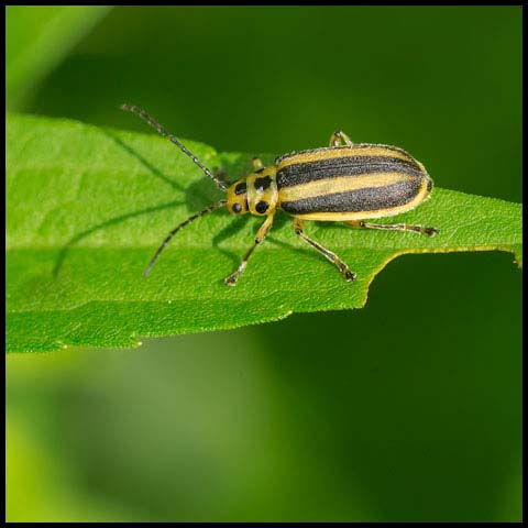 Skeletonizing Leaf Beetle
