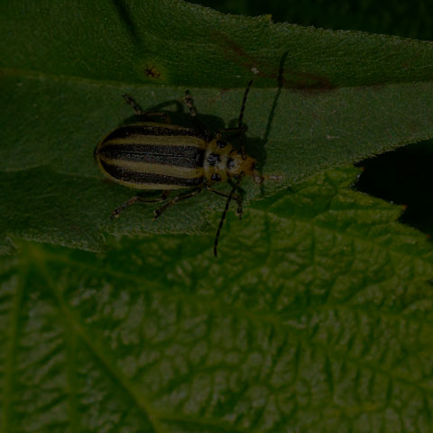 Skeletonizing Leaf Beetle