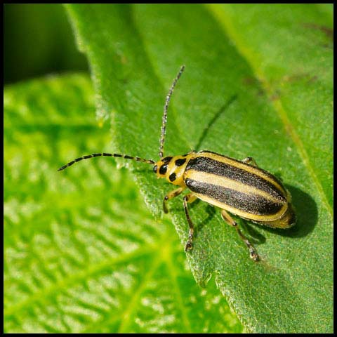 Skeletonizing Leaf Beetle