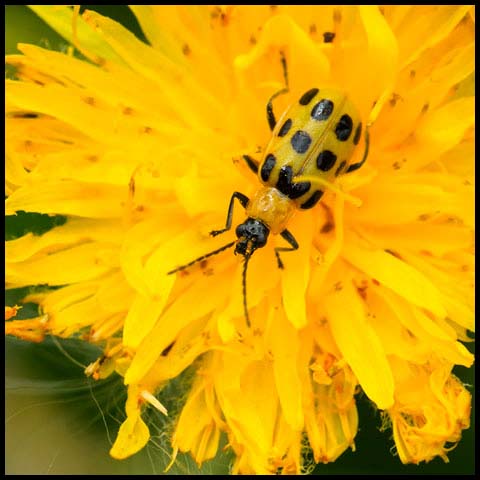 Spotted Cucumber Beetle