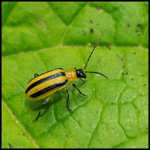 Striped Cucumber Beetle
