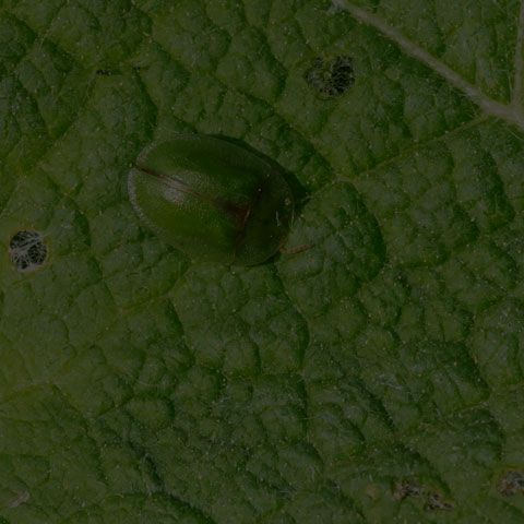 Thistle Tortoise Beetle