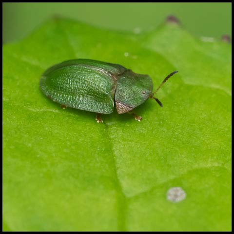Thistle Tortoise Beetle