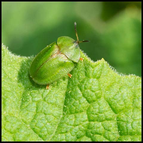 Thistle Tortoise Beetle