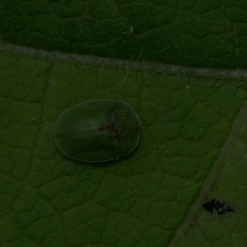 Thistle Tortoise Beetle