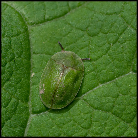 Thistle Tortoise Beetle