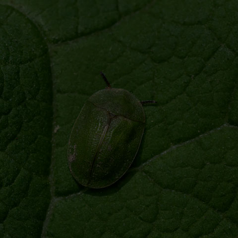 Thistle Tortoise Beetle