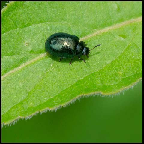 Willow Leaf Beetle